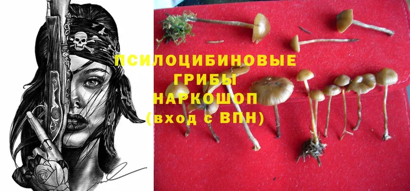 Псилоцибиновые грибы Cubensis  цена   Николаевск-на-Амуре 